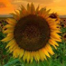 Sunflower84