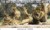 DrMemes.com-family-lions-resting-sun-looking-260nw-731828410.png