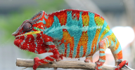 beautiful-chameleon-panther-chameleon-panther-branch_488145-431.png
