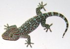 Tokay_gecko_@Vnm.jpg