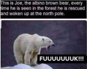 polar bear.jpeg