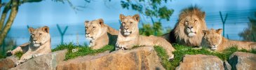 pride-of-lions-at-folly-farm.jpg